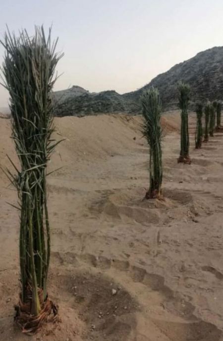 مقاول أشجار نخيل واشنطي الرياض